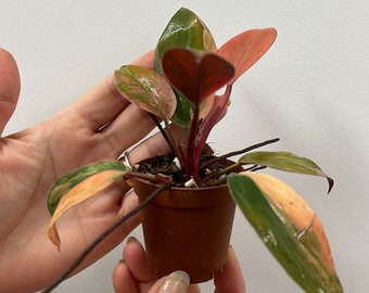 Philodendron red Congo variegated 2”