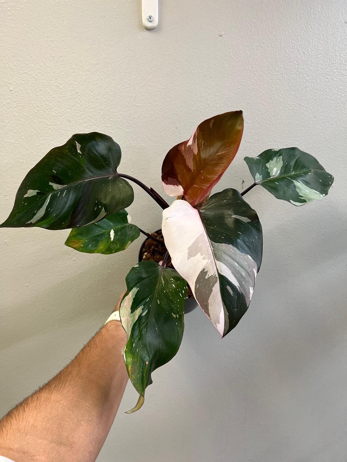 Philodendron Red Anderson 6 - Etsy