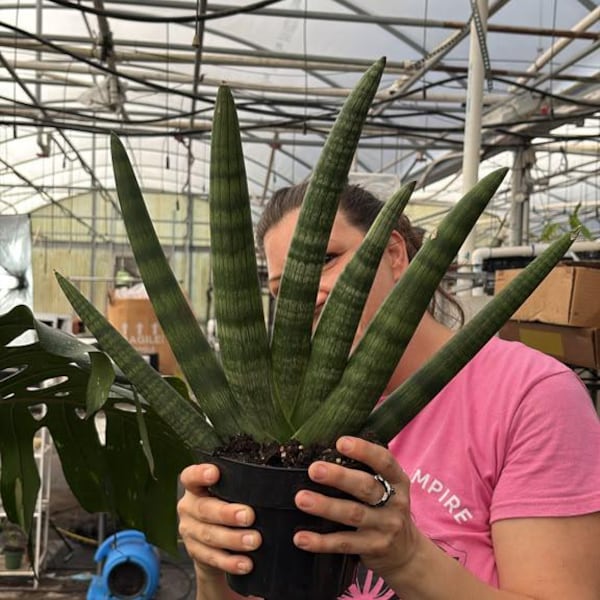 Sanseveria starfish 6” /  Live Plant Ready to Ship