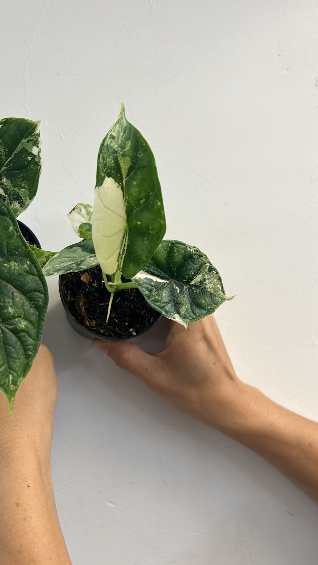 Alocasia Dragon Scale Variegated 3 Etsy