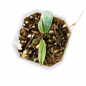 Hoya Kalimantan Mini - Etsy
