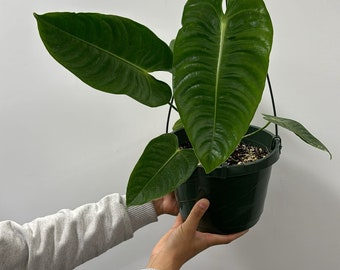 Anthurium veitchi 6”