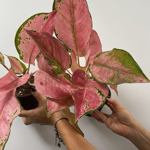 Aglaonema pink diamond 4”