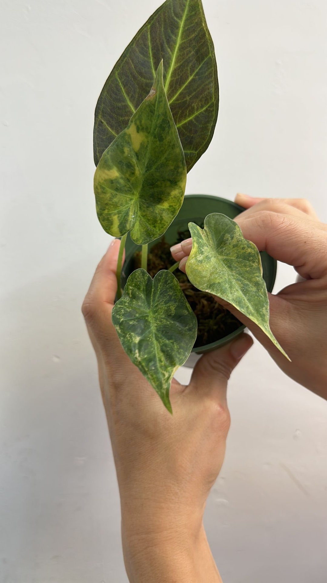 Alocasia Regal Shield Variegated 4 Etsy