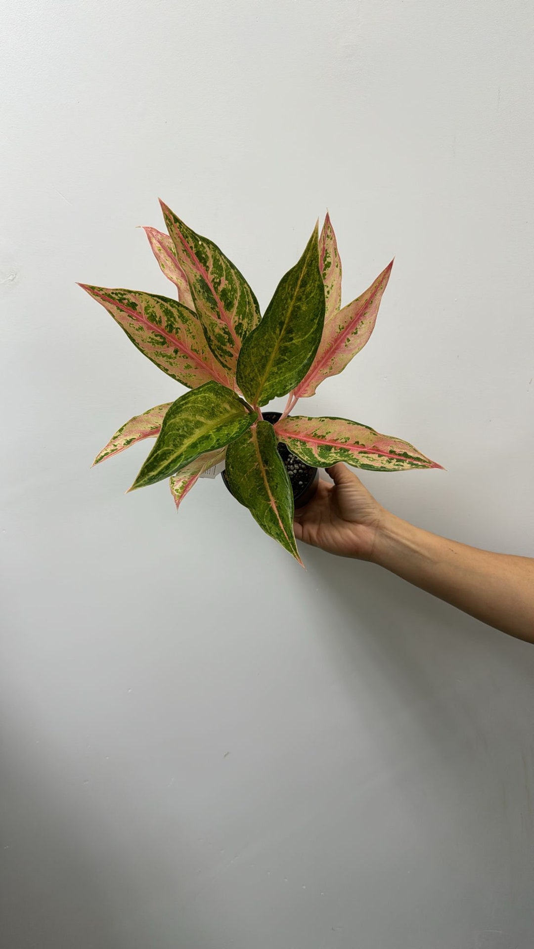 Aglaonema Aladdin 4 - Etsy