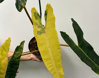 Philodendron Billitae Variegated 6”