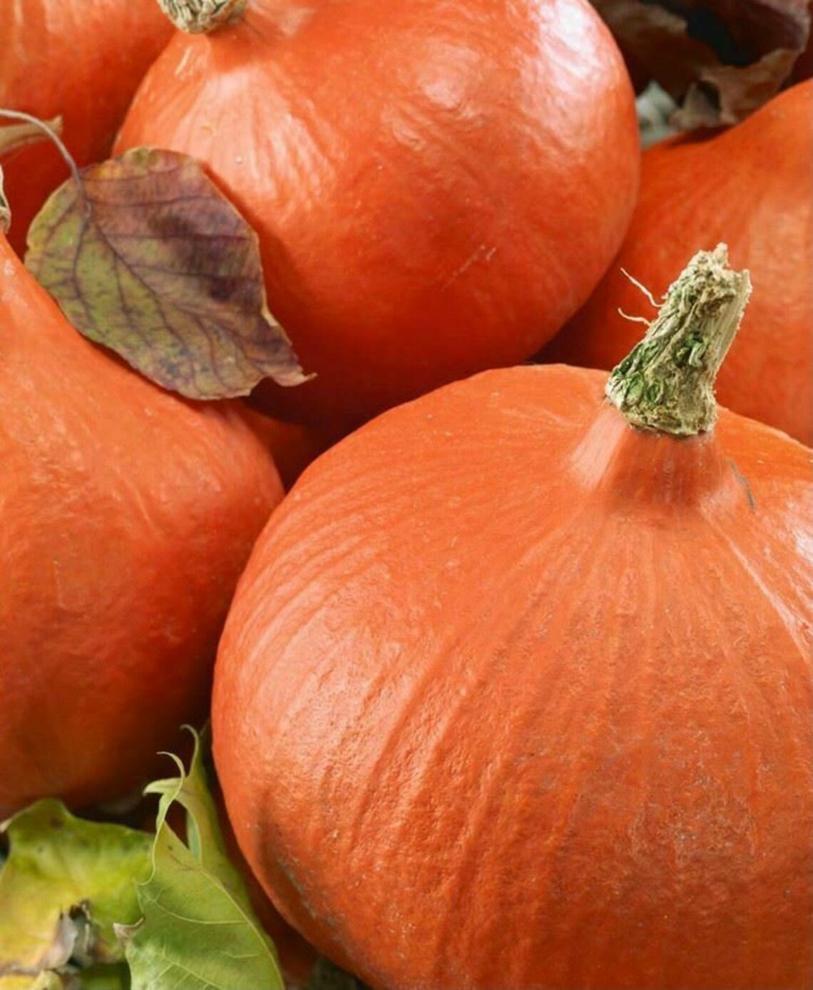 Squash uchiki kuri seeds 100 organic 10 seeds genuine Etsy Squash uchiki kuri seeds 100 organic 10 seeds genuine Etsy
