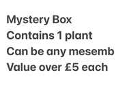 Mystery box, contain 1 plant, maximum 5 boxes per purchasing. Great value for money
