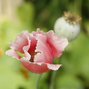 Carte de voeux, beau coquelicot rose, vierge, photographie sur papier d'art 100 % recyclé, fabriquée à Northumberland, comté de l'Ontario. Fête des mères