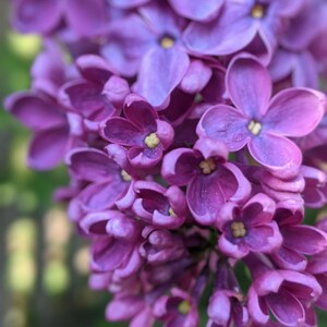 Carte de voeux vierge de fleurs de lilas de près