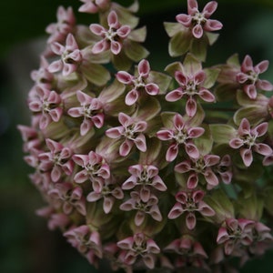 Greeting Card Milkweed image 1