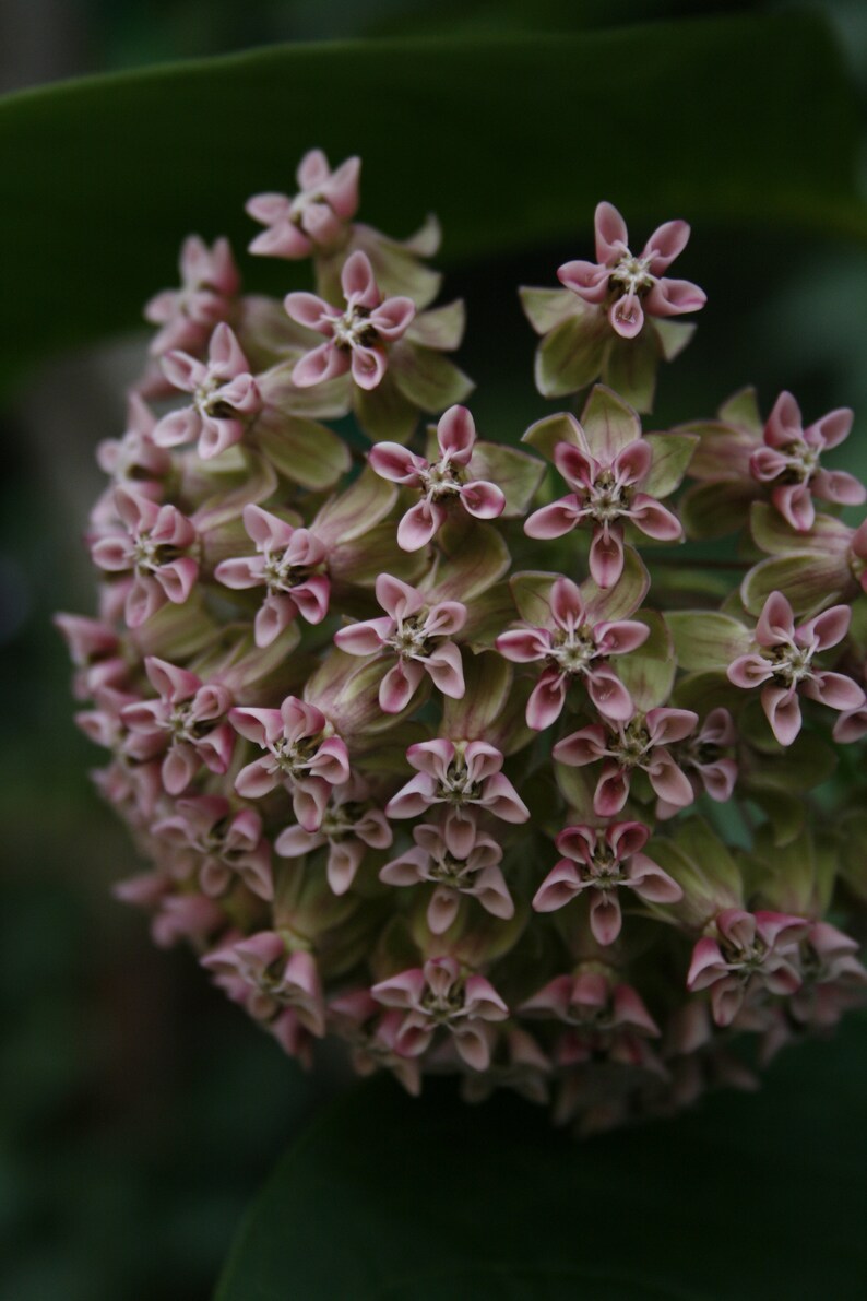 Greeting Card Milkweed image 1