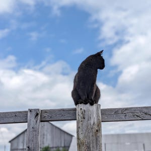 carte de voeux vierge avec photo d'un chat noir sur un poteau de clôture dans une ferme