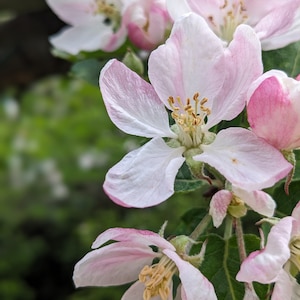 Carte de voeux vierge Fleurs de pommier Respectueux de l'environnement Recyclé local Fabriqué au Canada