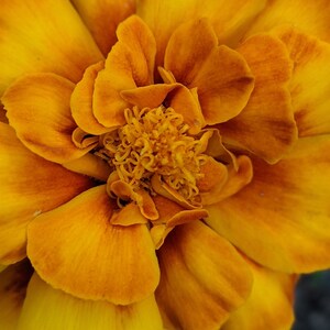 carte de voeux vierge fleur d'oranger zinnia papier recyclé pour toute occasion photographie originale fabriquée au Canada