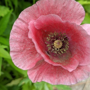 Carte de voeux vierge coquelicot Photo en gros plan d'un coquelicot rose dans le jardin imprimée sur du papier recyclé