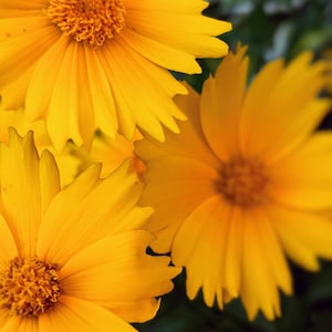 Carte de voeux vierge de fleurs jaunes ensoleillées, trois coréopsis de graines de tique jaune foncé photographiés dans mon jardin à Port Hope, en Ontario