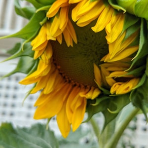 Carte de voeux vierge tournesol imprimée sur du papier 100 % recyclé avec enveloppe Fête des Mères Jour de la Terre
