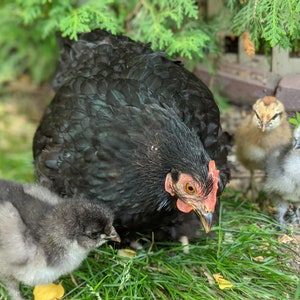 Mère Poule Carte Voeux Vierge Pâques Fête Des Mères