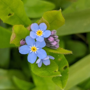 Carte de voeux vierge bleue myosotis, photographie originale imprimée sur du papier recyclé avec enveloppe