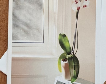Orchid for Mother's Day, Easter, Celebration or Sympathy.