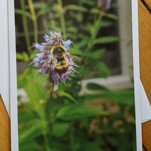 Abeille sur carte de voeux vierge/carte de correspondance avec fleur d'hysope avec enveloppe.