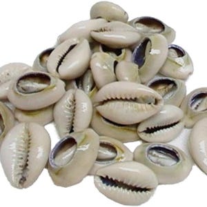 Mano de 21 Caracoles Abiertos/Cowrie Shells Opened/Caracoles Abierto/Santeria/Mano De Caracoles