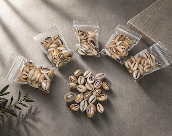 Opened Cowrie Shells: Santeria Supplies