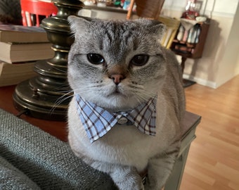 Digitale download Lloyd de kat