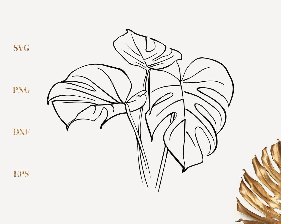41+ Monstera Ähnliche Pflanze, Discover the perfect leafy companions