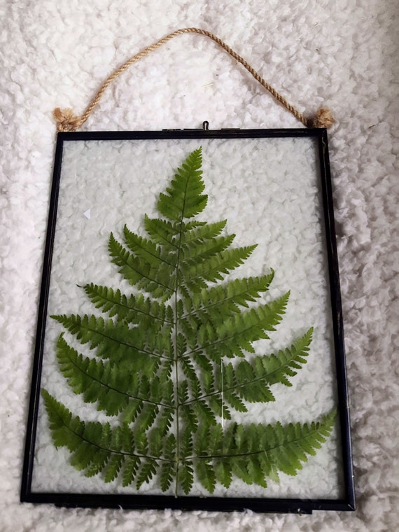 pressed fern in a metal industrial style vintage floating glass frame