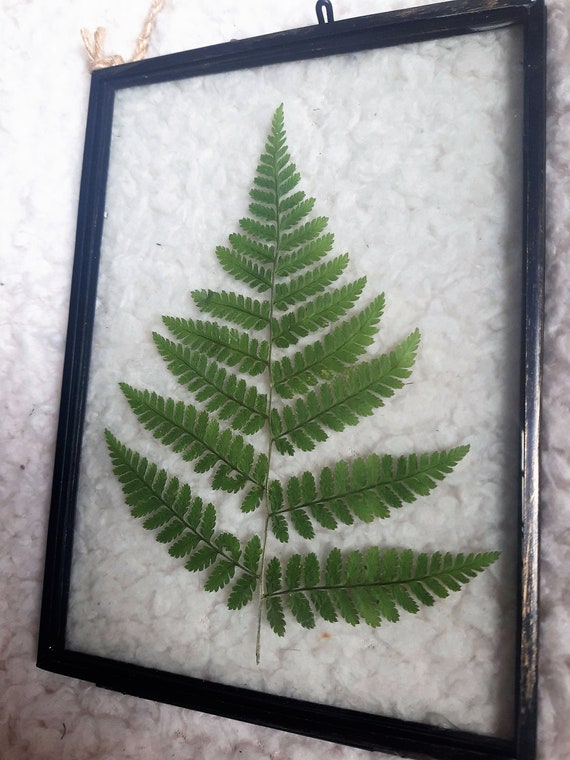 pressed fern in a metal industrial style vintage floating glass frame