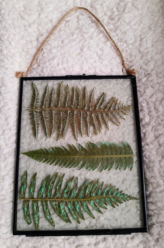 pressed fern in a metal industrial style vintage floating glass frame