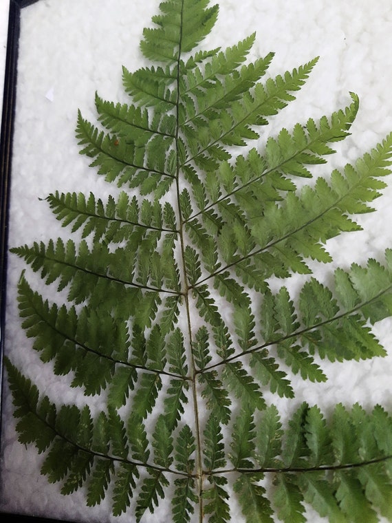 pressed fern in a metal industrial style vintage floating glass frame