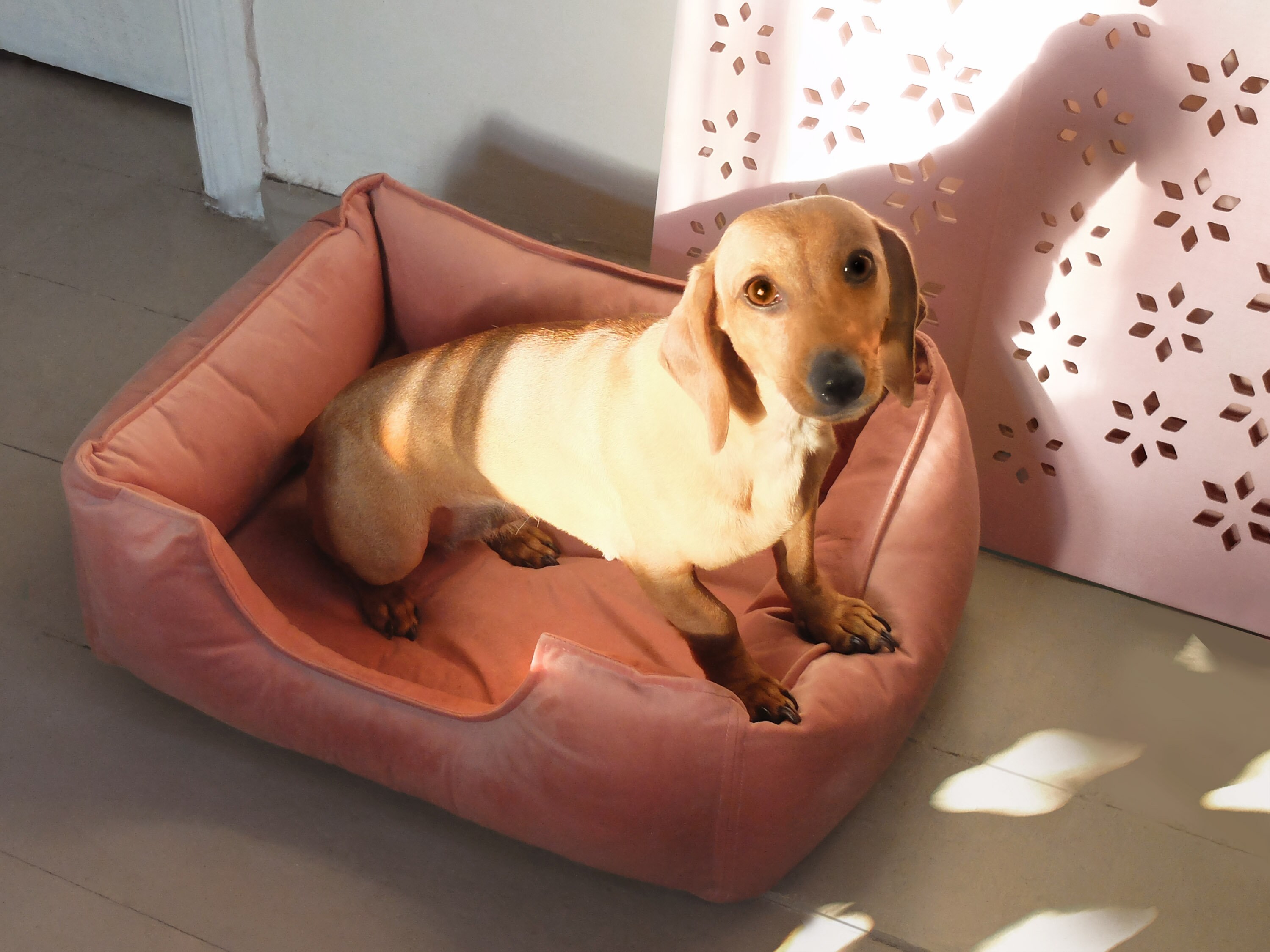 Cozy Dog Bed. Orthopedic AntiAnxiety Pet Bed. Washable and Etsy