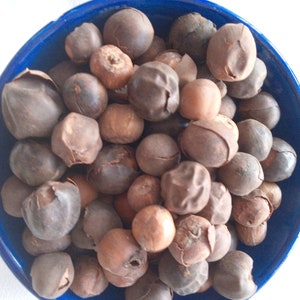 May include: A blue bowl filled with brown, round, dried seeds.