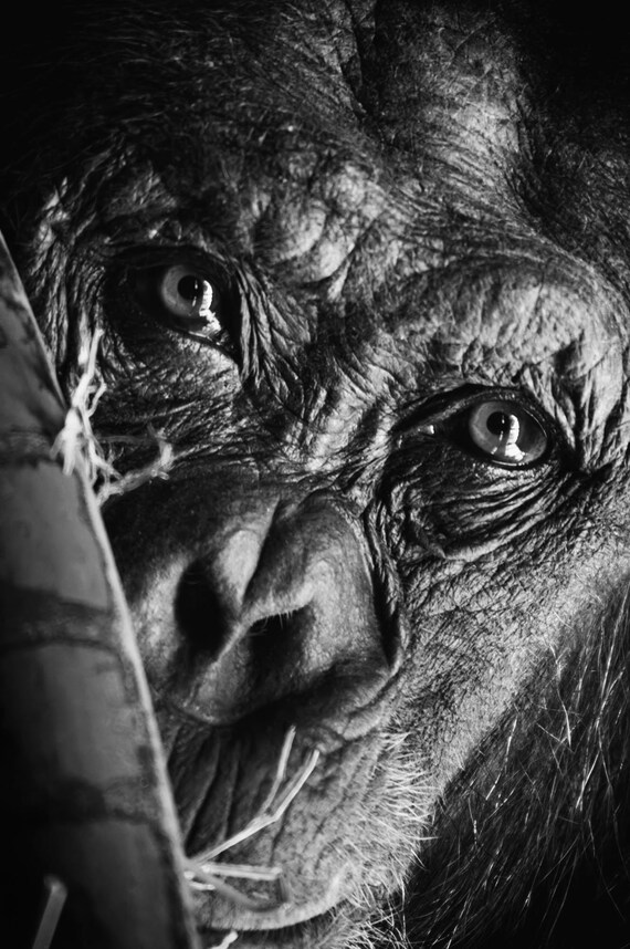 Fine art photo print: Chimpanzee