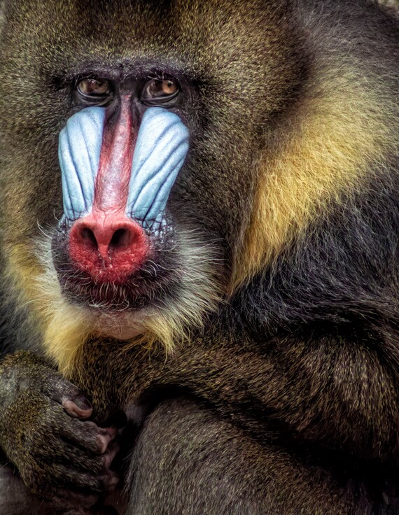 Fine art photo print: Baboon