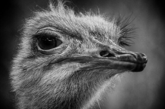Fine art photo print: Ostrich