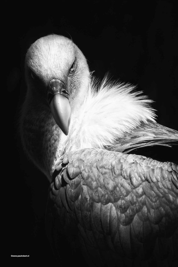 Poster - A Vulture in black and white