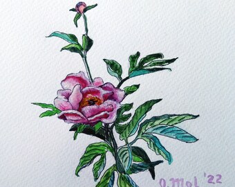 Peonies Painting Watercolor Original Flower Art Pink Peony Artwork Nature Small Botanical Illustration 6х6" Modern Wall Art by OlgaMolArt