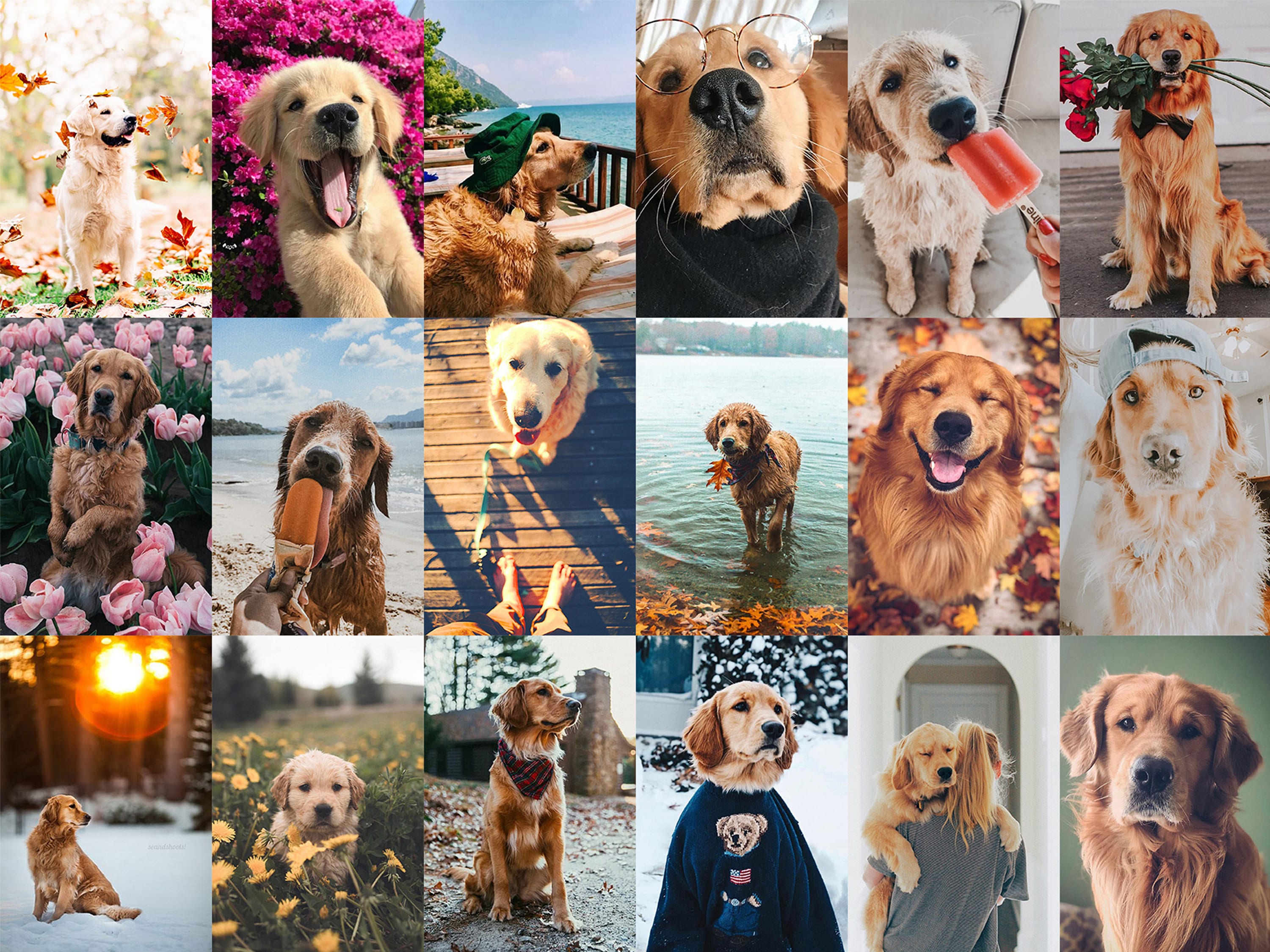 110 PCS Funny Dog Wall Collage Kit Golden Retriever Etsy