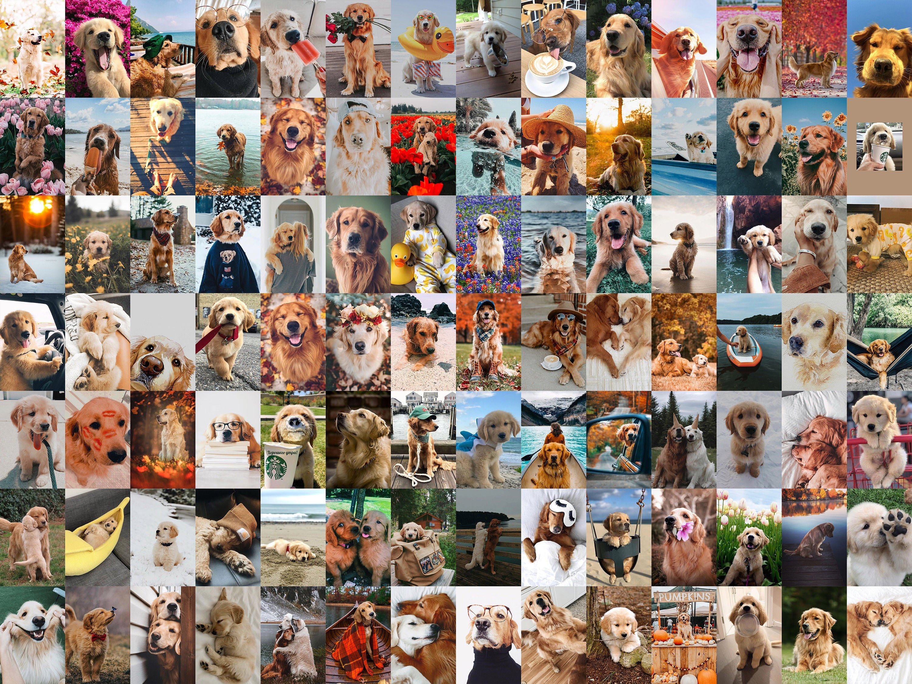 147 Cute Wallpaper Aesthetic Dog Pics MyWeb