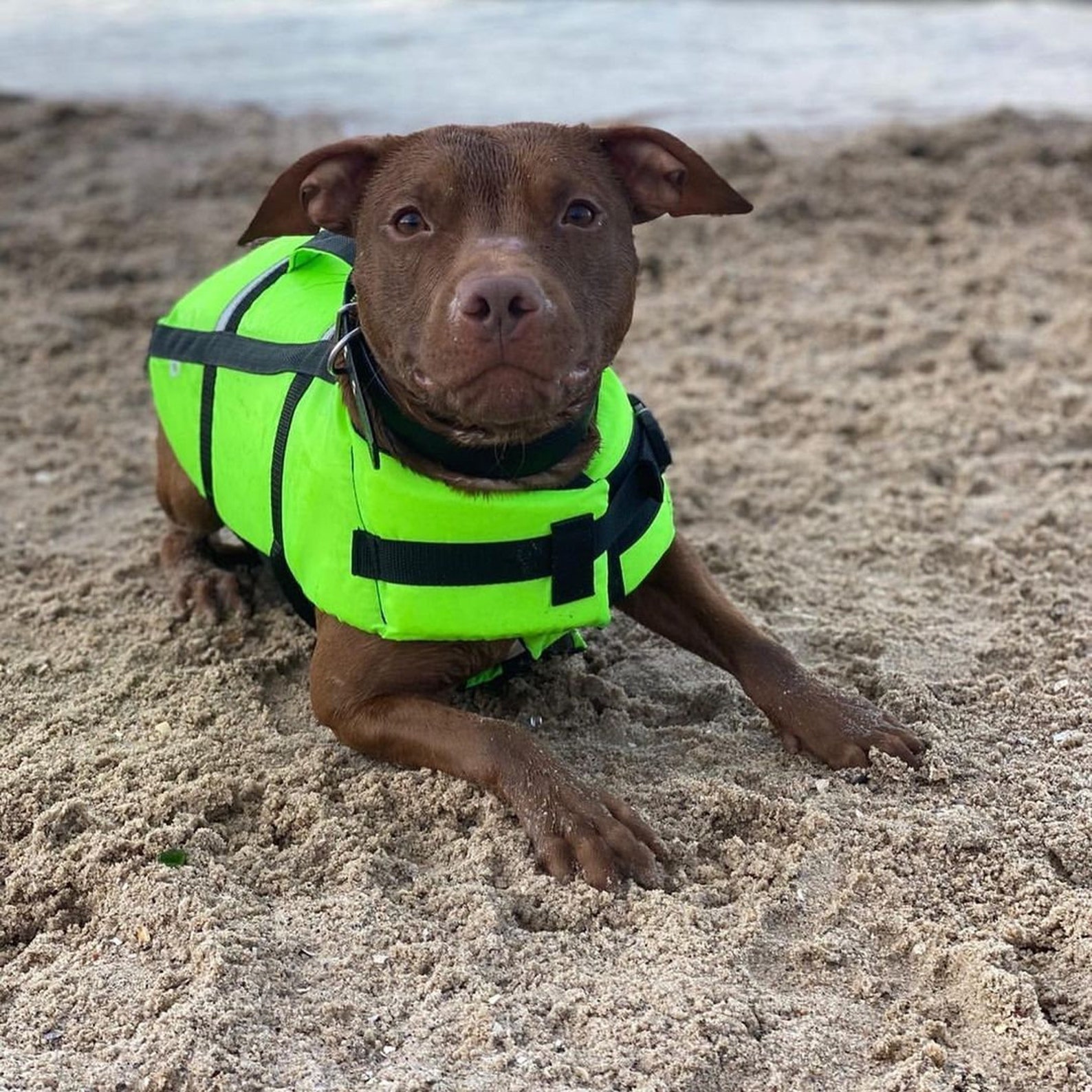 Pet swim vest Reflective MultiColored Dog Swimming Life Vest Etsy