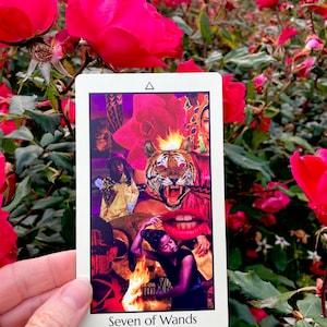 May include: A tarot card titled "Seven of Wands" is held in front of a backdrop of red roses. The card features a collage with a tiger, flames, and figures. The card has a white border and a small triangle at the top.