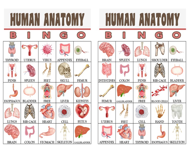 Human Anatomy Human Body Bingo Game Human Organs Digital - Etsy