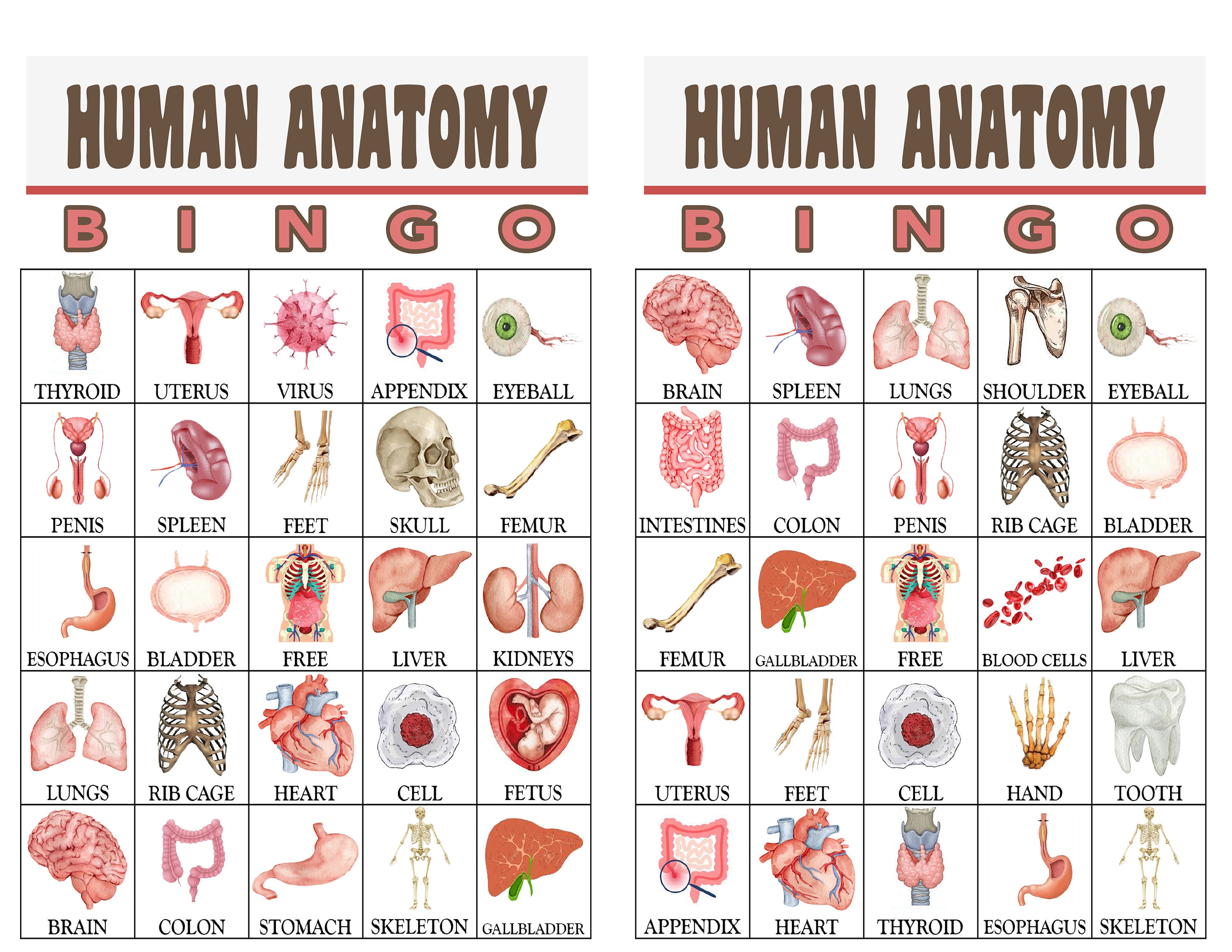 Human Anatomy Human Body Bingo Game Human Organs Digital Etsy