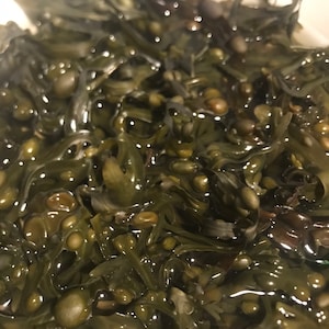 Whole Leaf Bladderwrack 92 MINERALS for poor vision, overweight, glaucoma, viruses, flu, mucus, heart problems, aging, anemia, heartburn