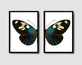 Butterfly Photograph Set of 2 Digital Downloads, Diptych and single print, Insect Art, Home Decor,Printable Photography, Eclectic Unique Art