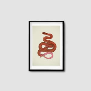 Vintage Snake Illustration Downloadable Art Print, Antique drawing Digital Download Print, obscure, unique, interesting Large scale artwork